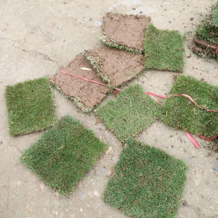 草种