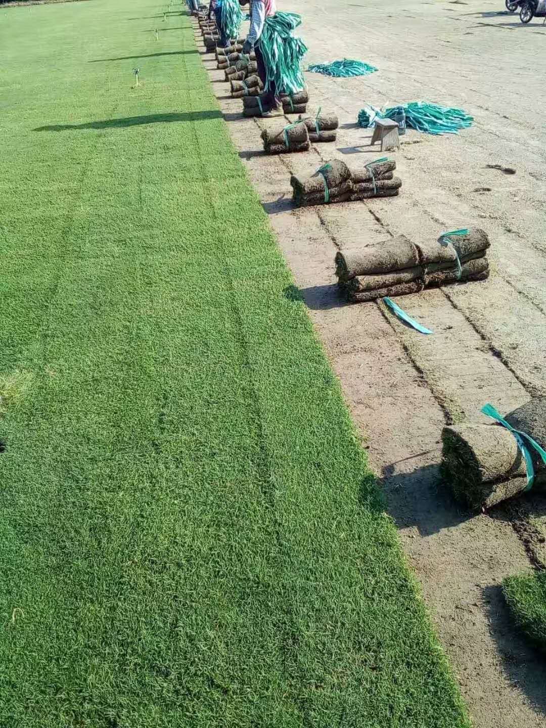 小区绿化草坪