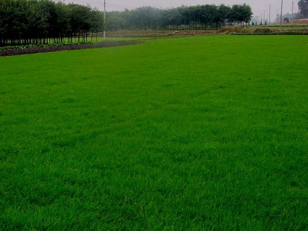 剪股颖草坪基地