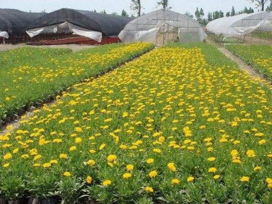 金鸡菊