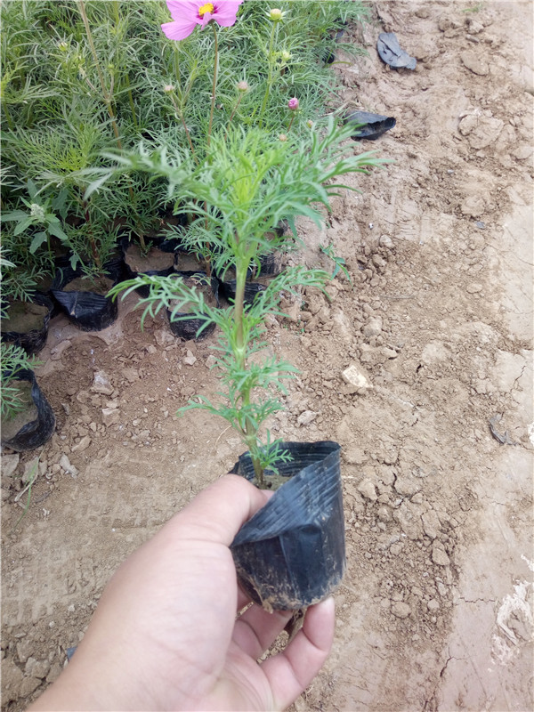 波斯菊