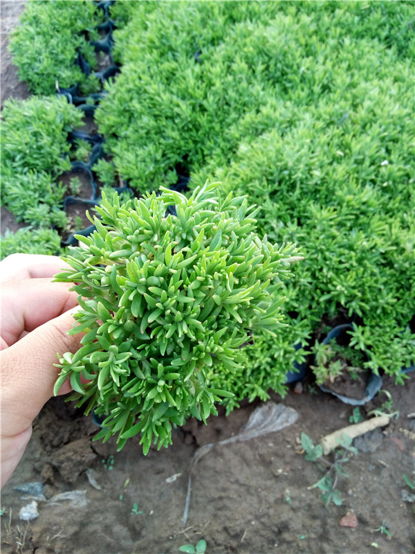 佛甲草