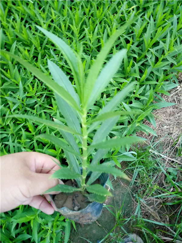 假龙头