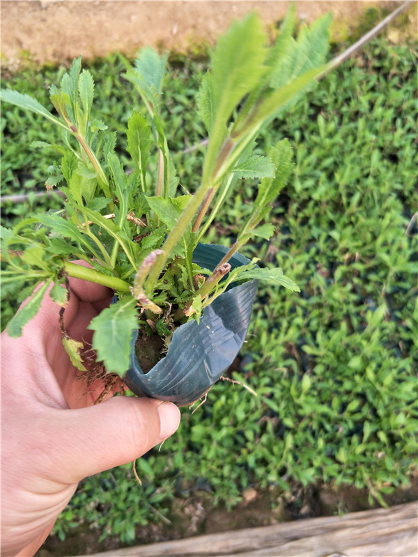 柳叶马鞭草