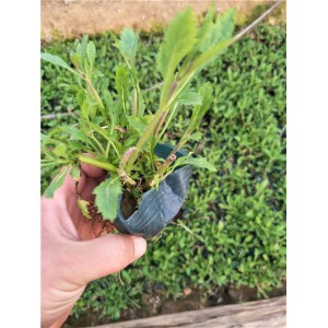柳叶马鞭草