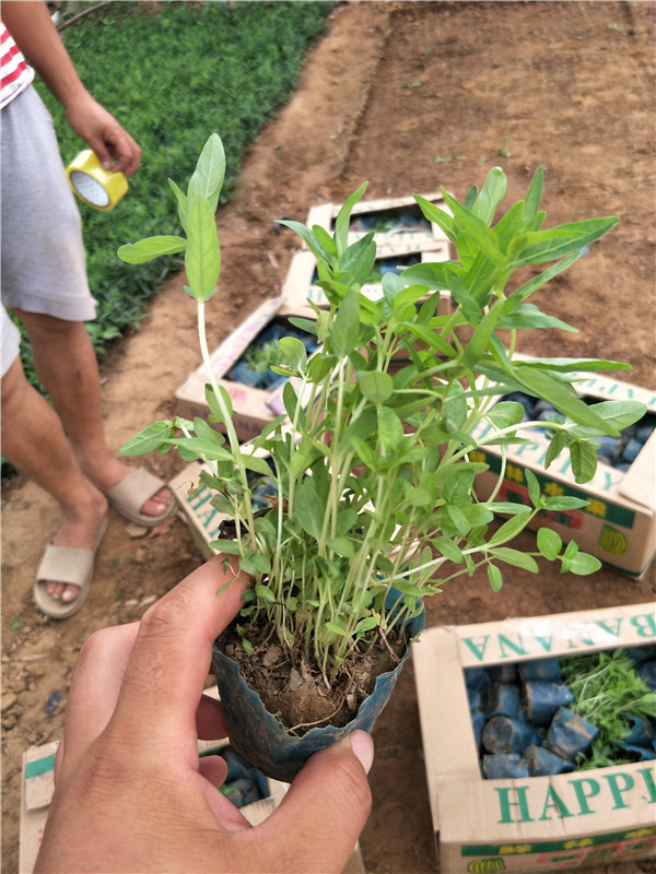 千屈菜