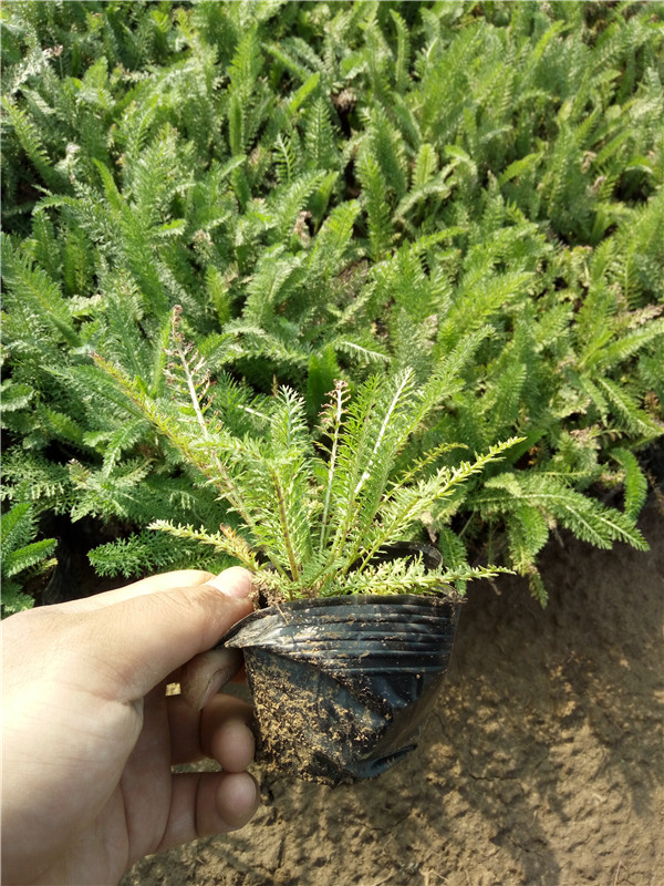 蓍草