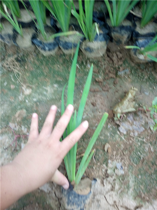 水生鸢尾