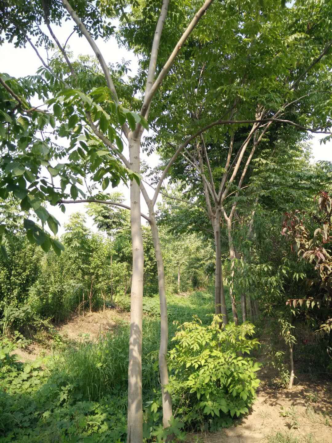 栾树