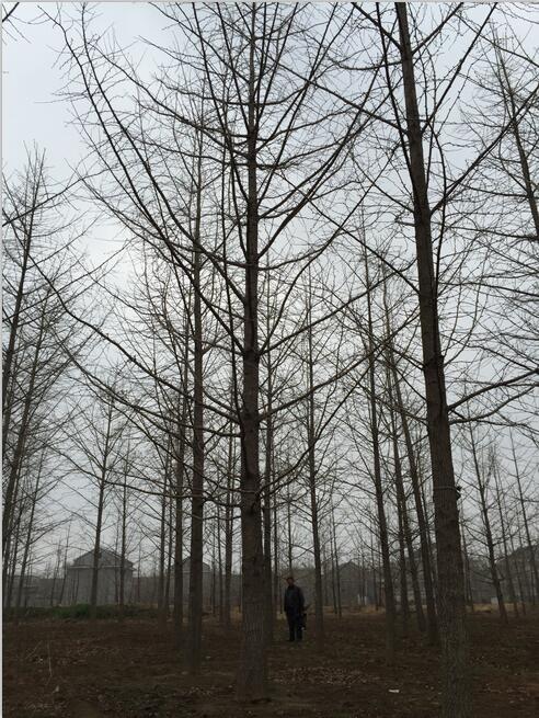 30公分银杏树