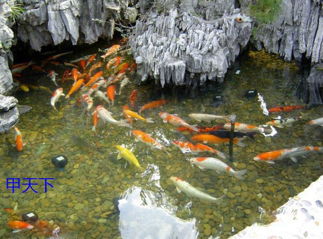 锦鲤鱼池水净化 工程案例