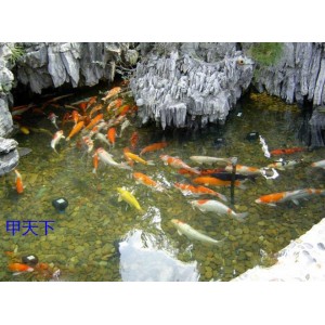 锦鲤鱼池水净化 工程案例