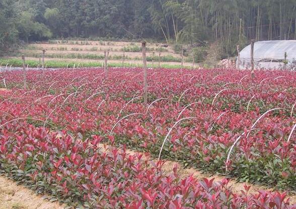 红叶石楠苗