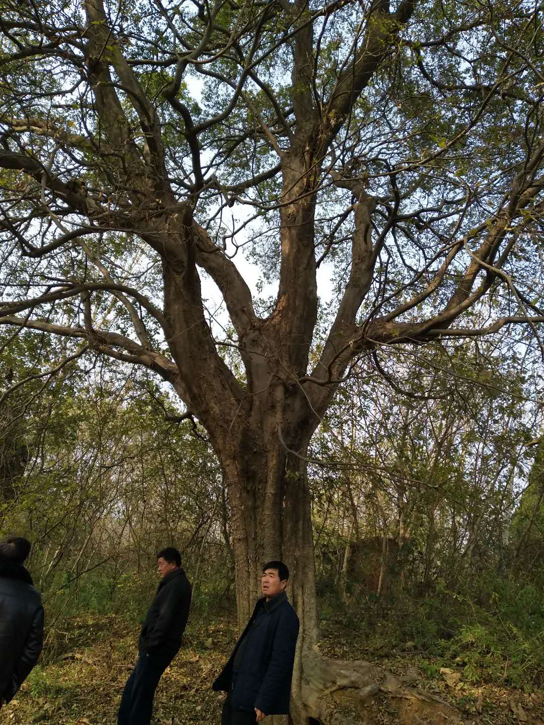朴树