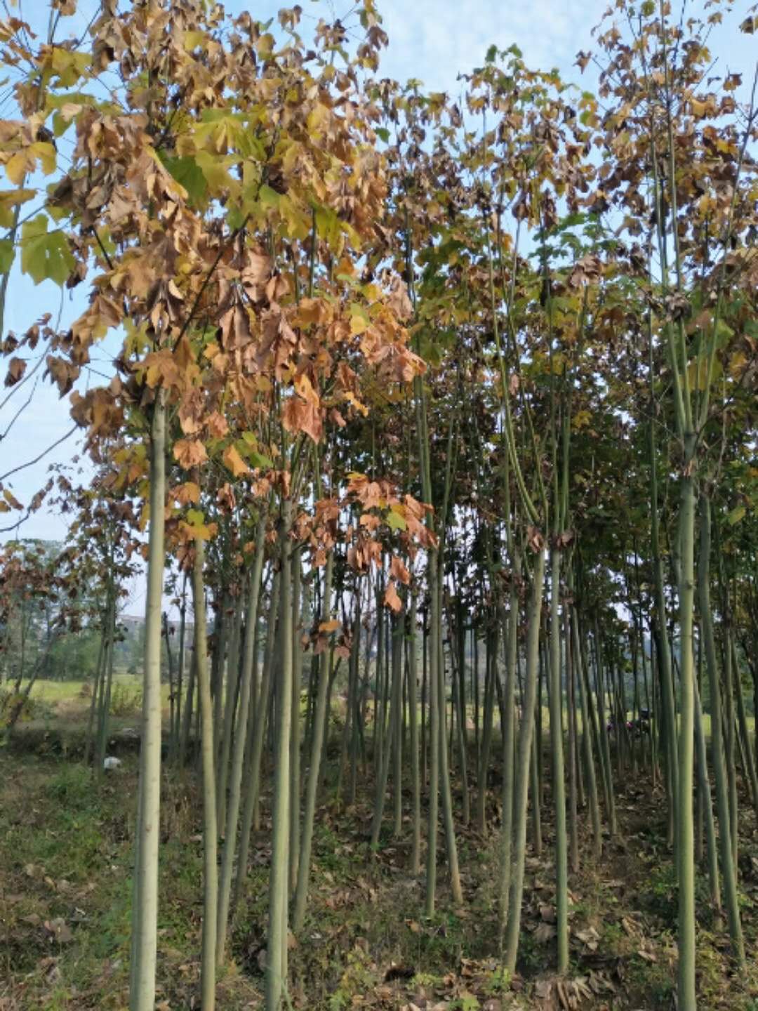 青桐