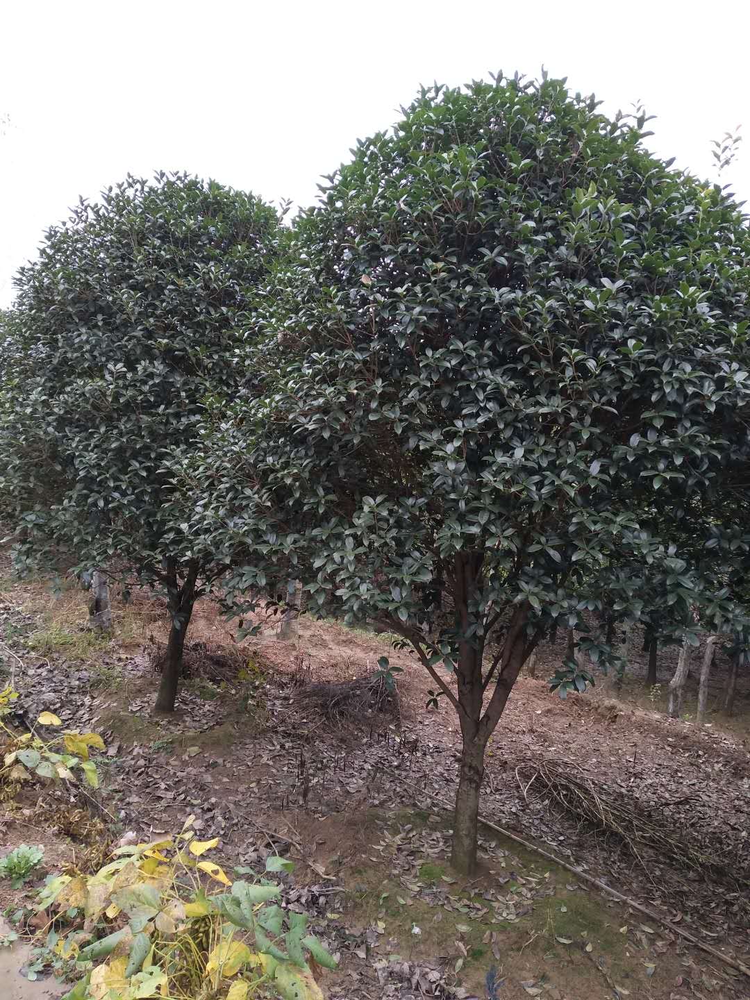 桂花树
