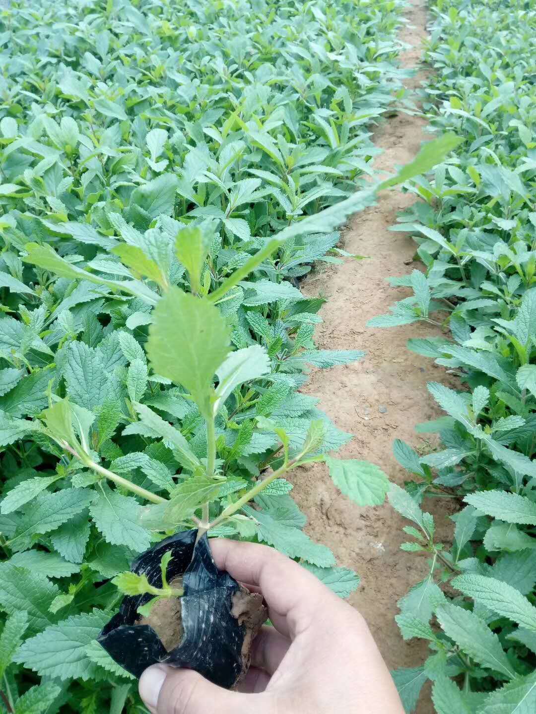 柳叶马鞭草
