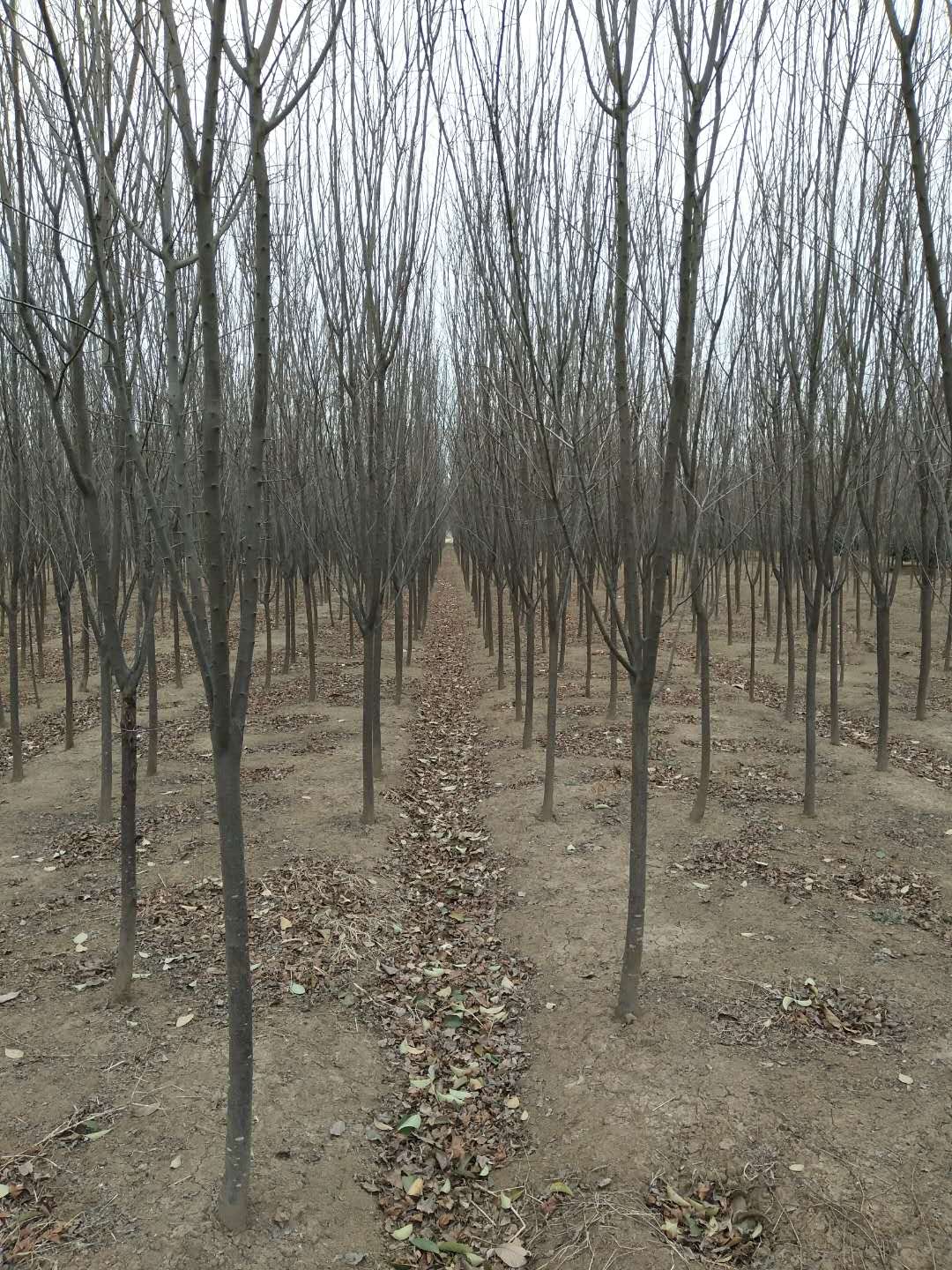 紫叶李