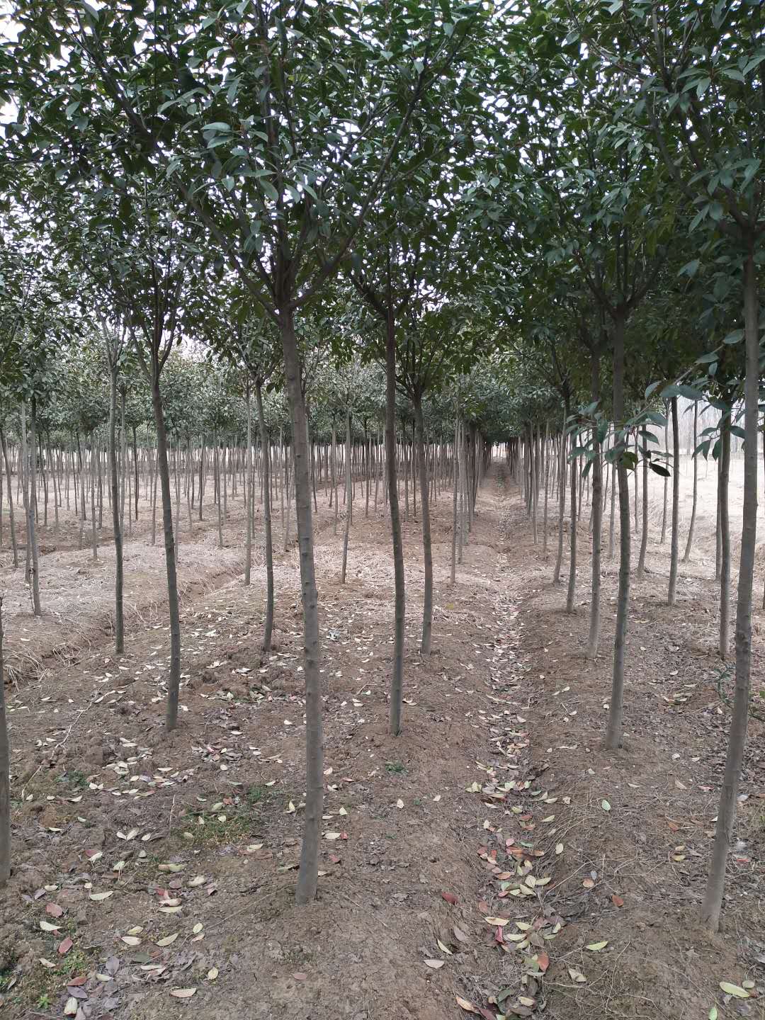 高杆红叶石楠