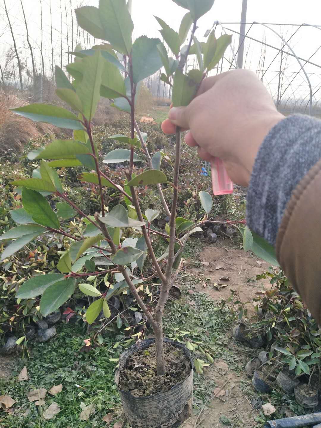 大杯红叶石楠