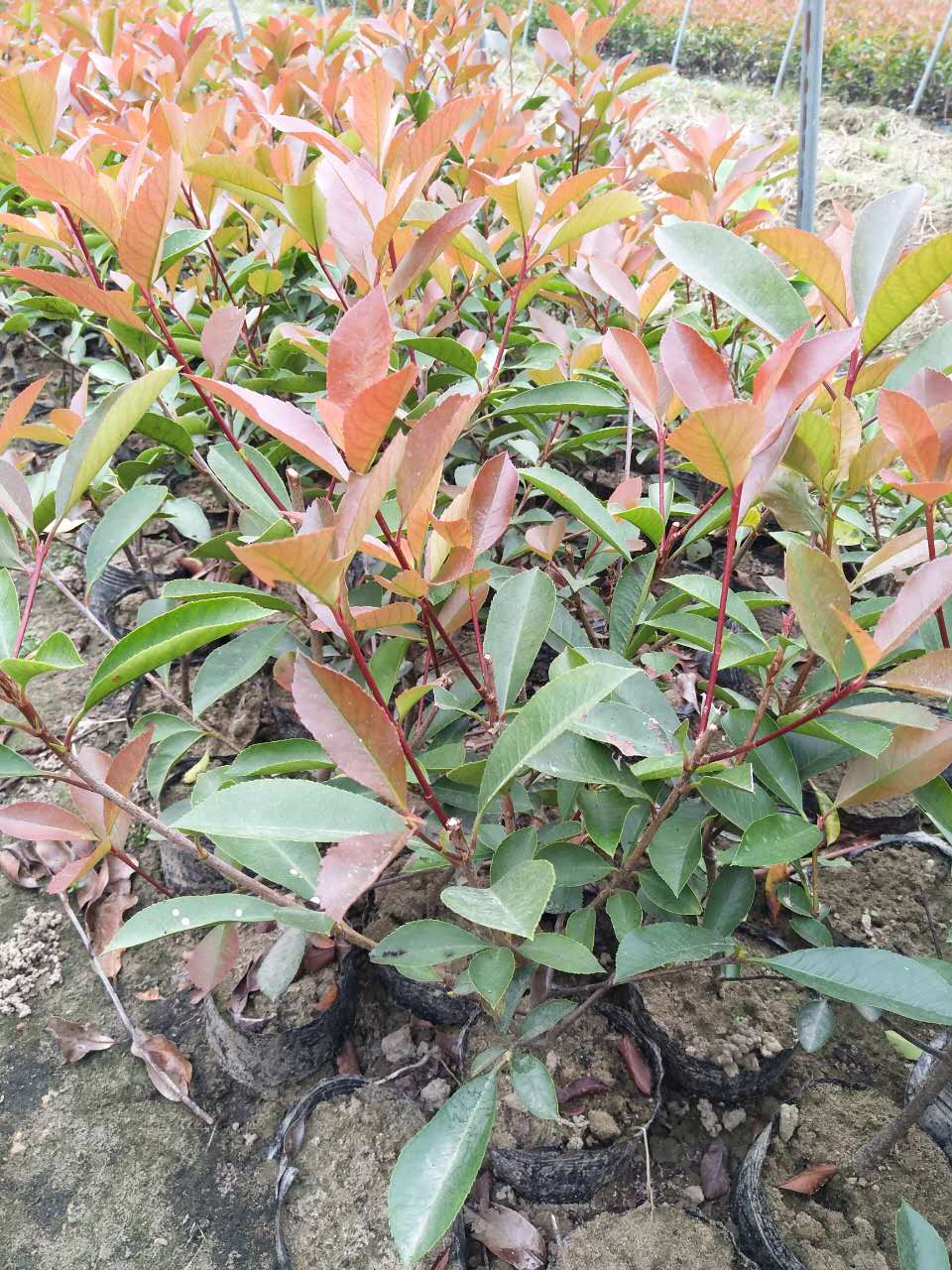 红叶石楠苗