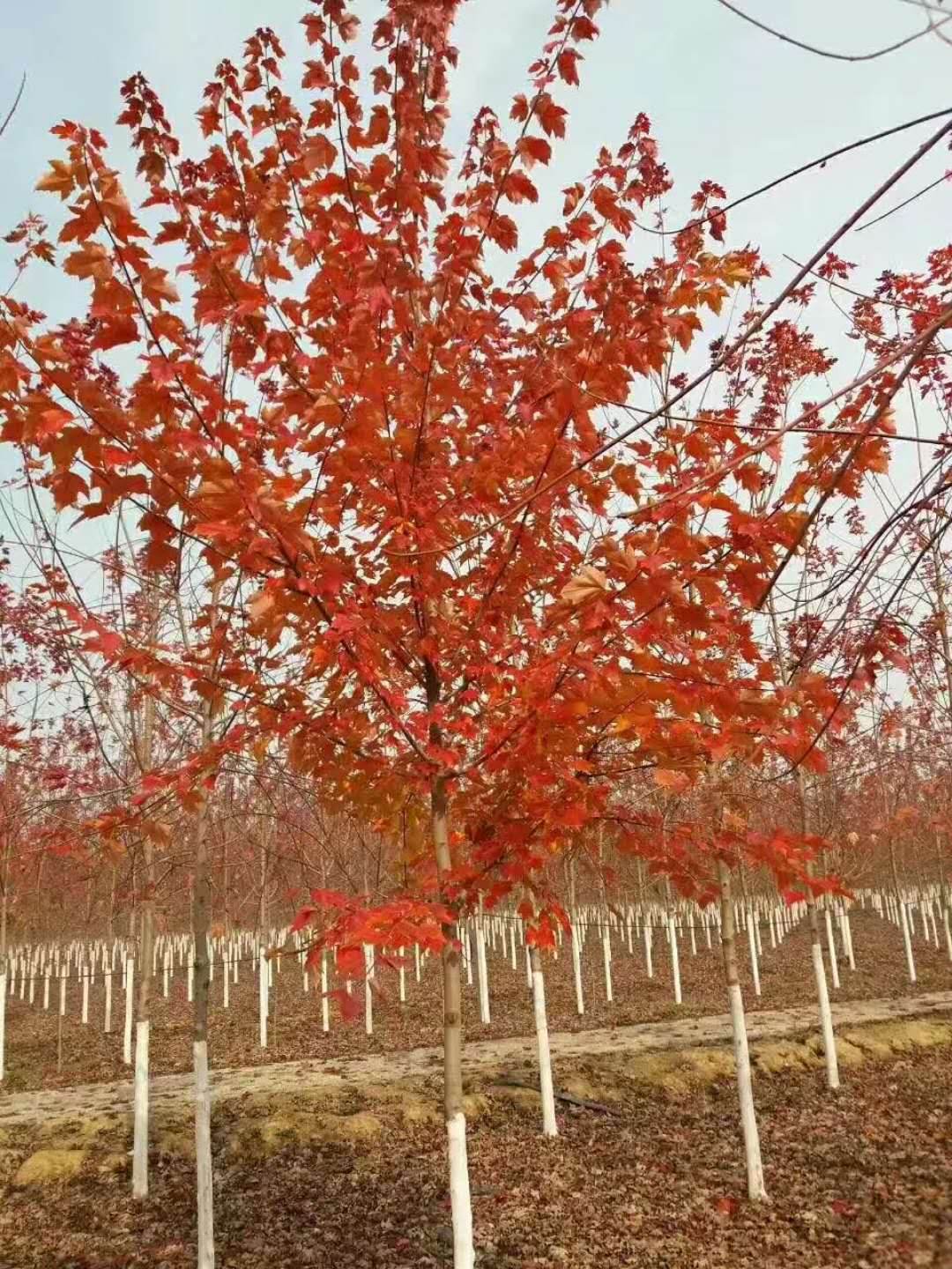 美国红枫