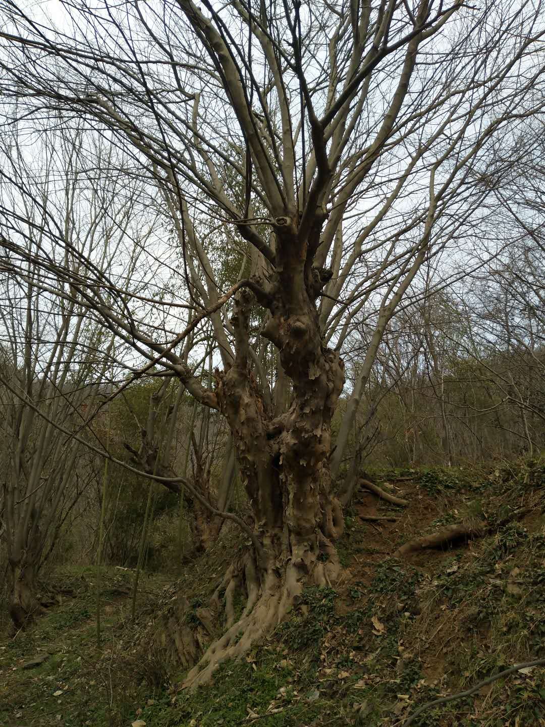 青檀