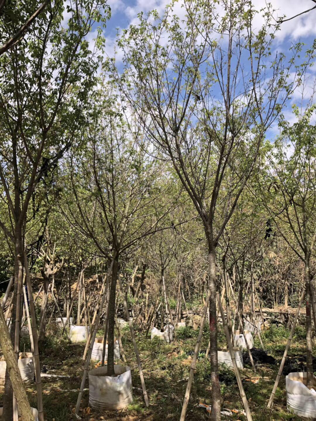 山樱花