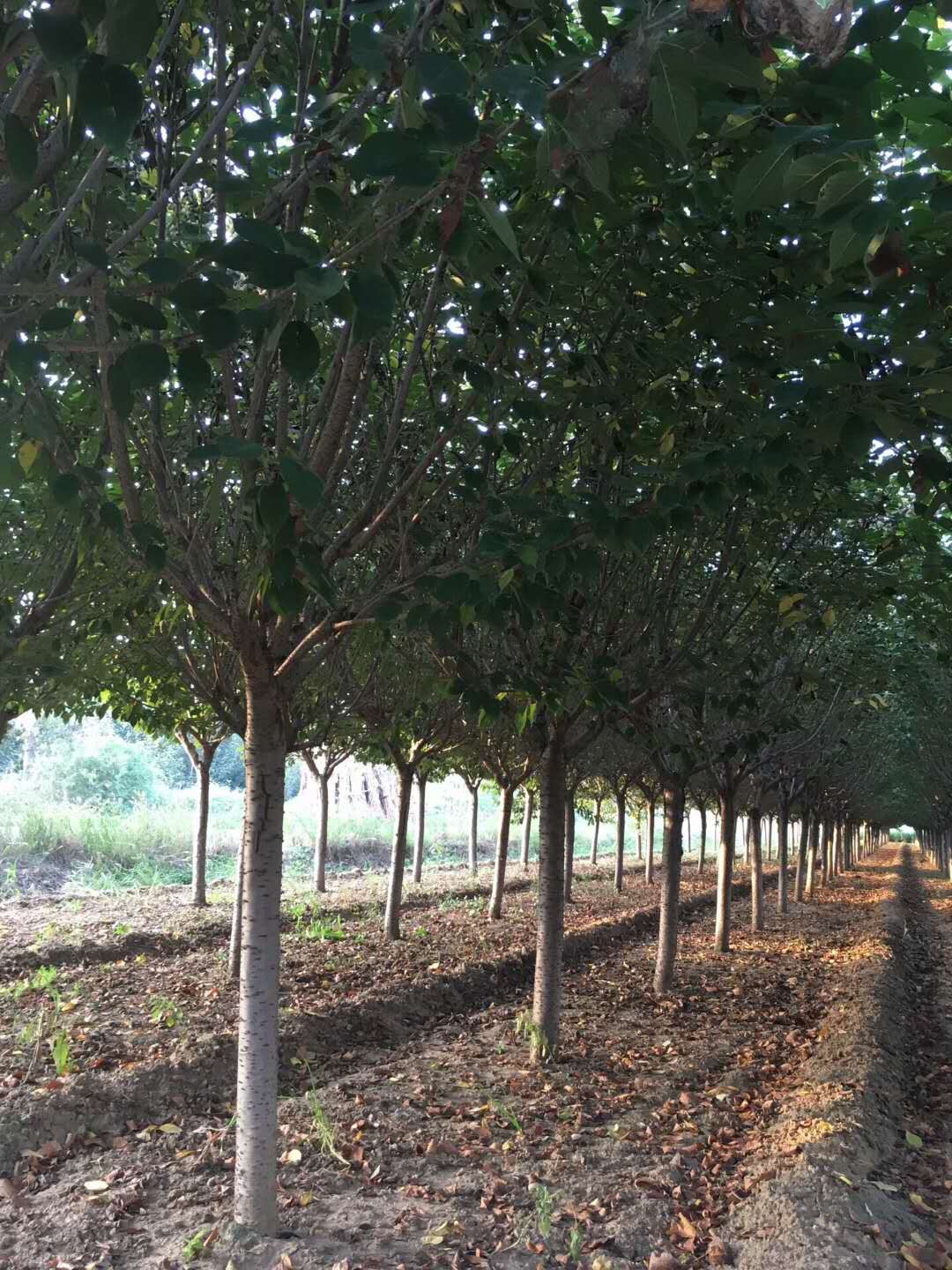 高杆樱花基地