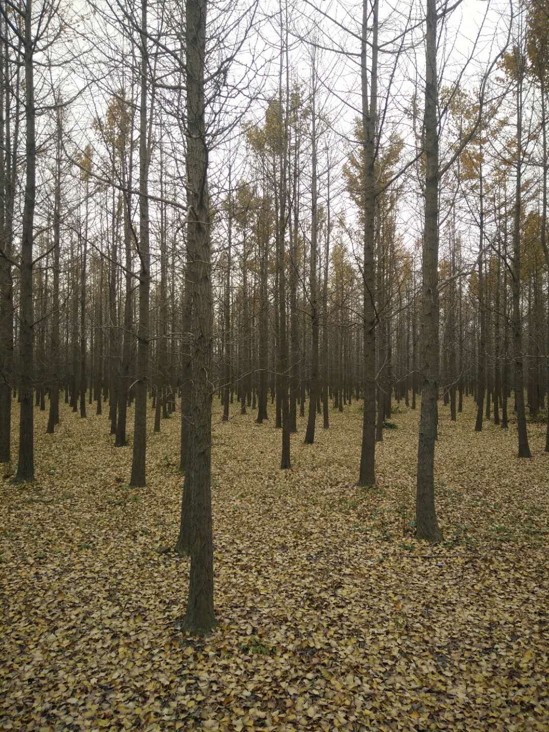 银杏树批发
