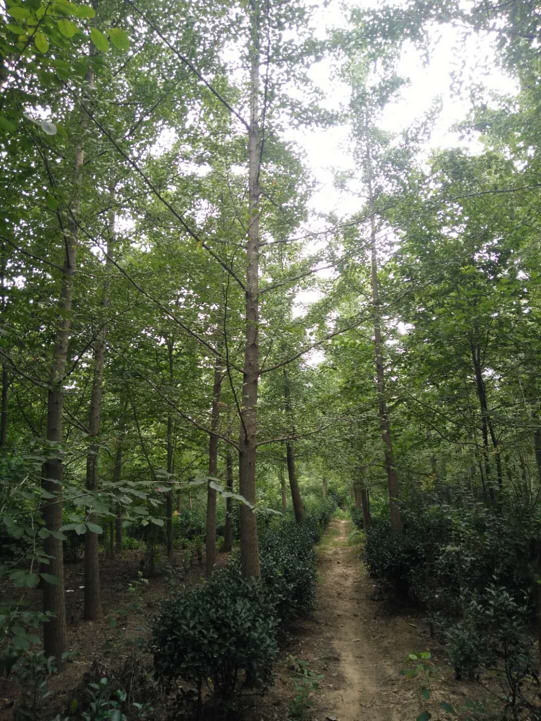 银杏树基地