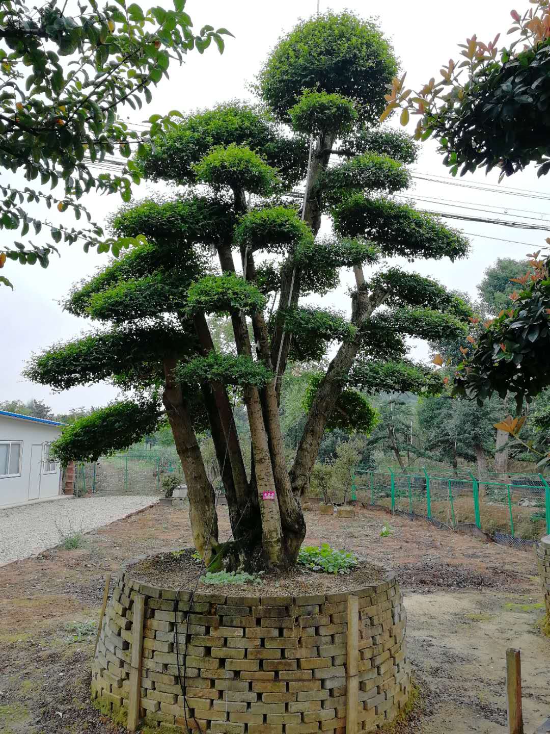 造型小叶女贞