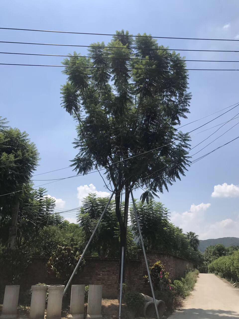 蓝花楹
