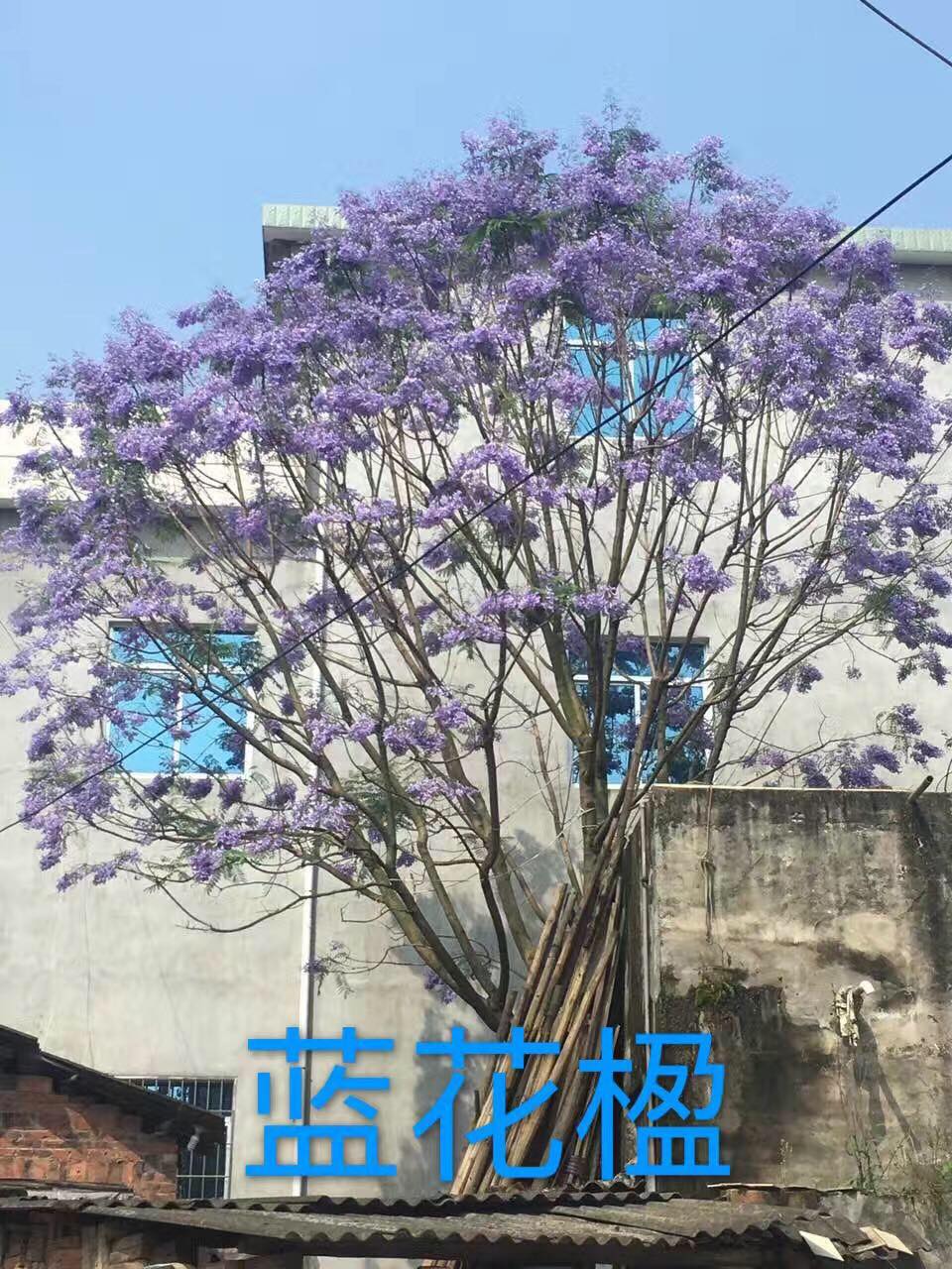 蓝花楹