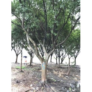 红皮榕