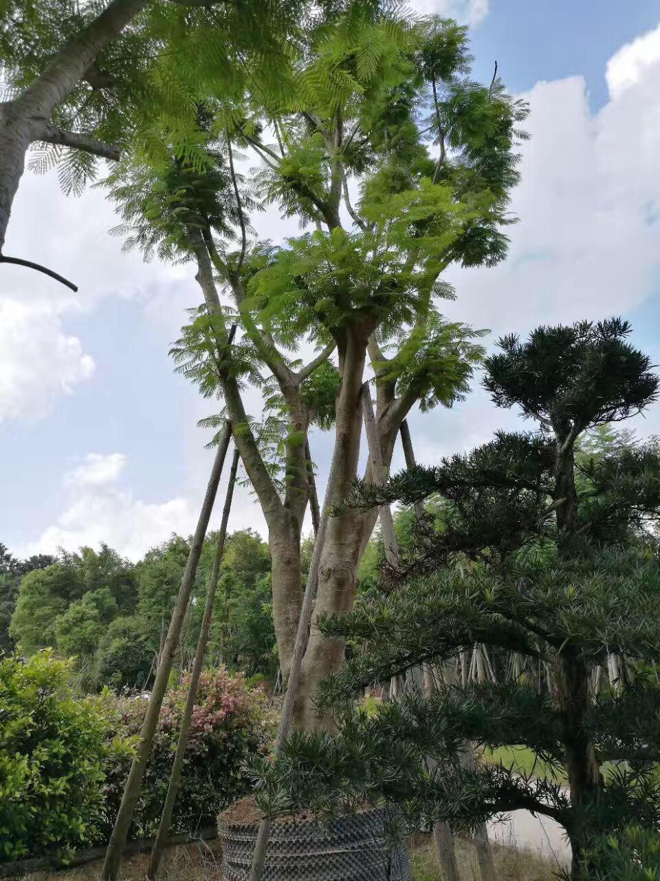 凤凰木