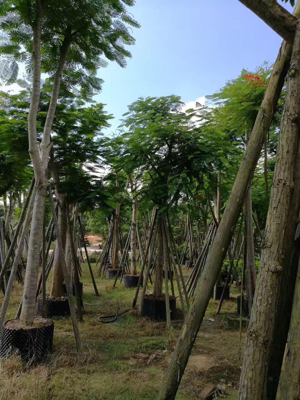 凤凰木