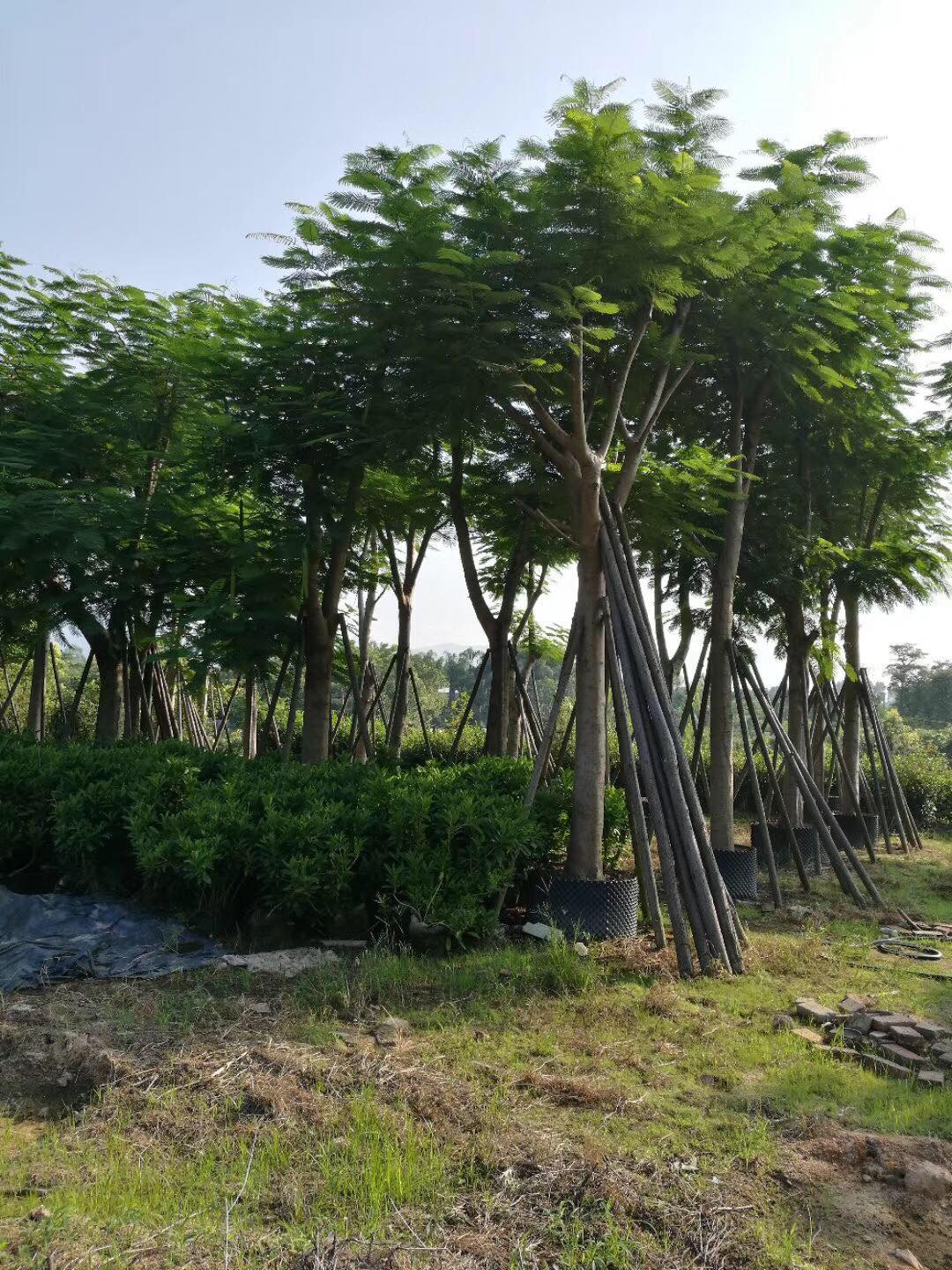 凤凰木