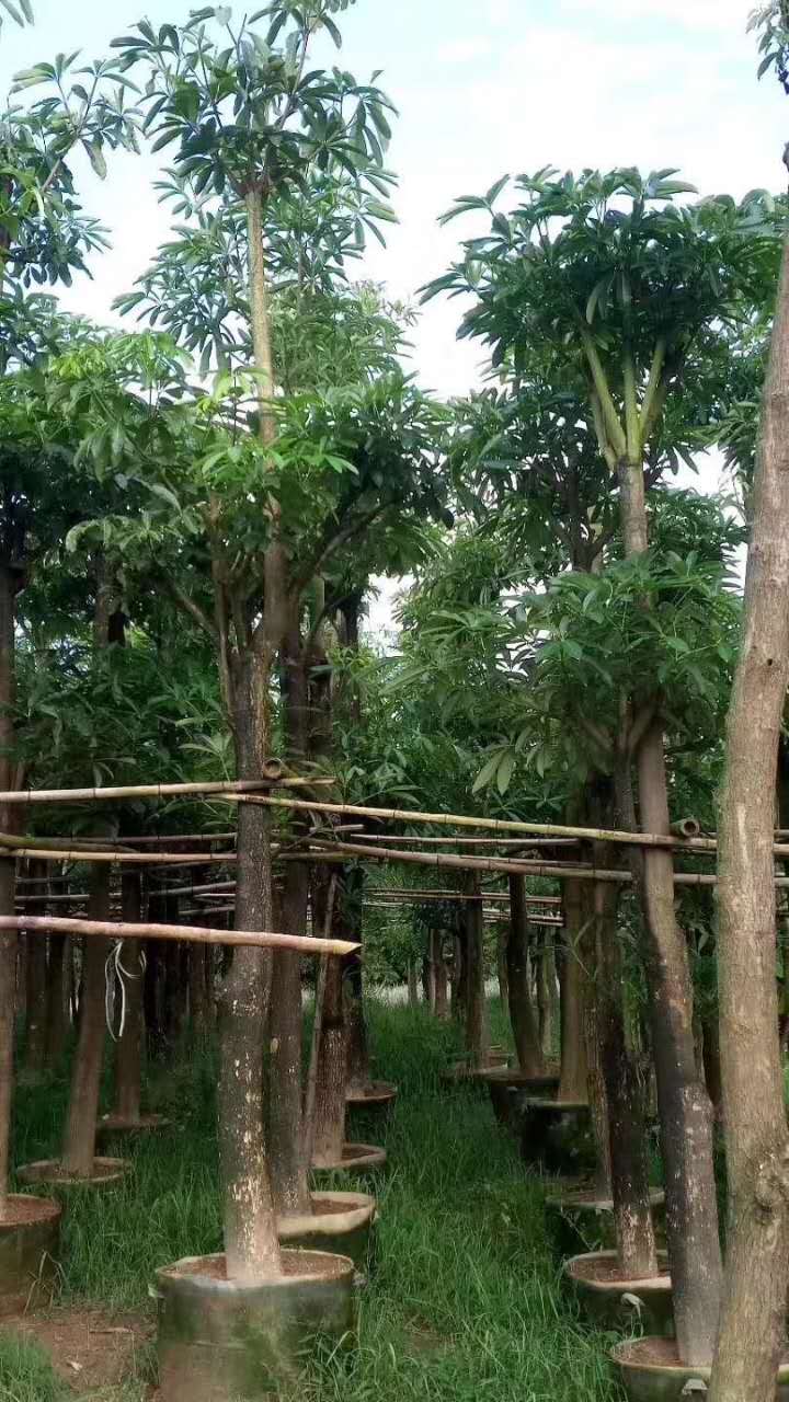 盆架子
