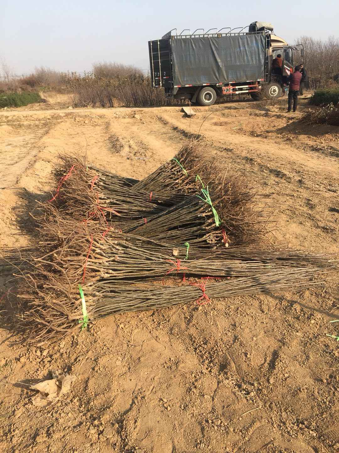 玉露香梨树苗
