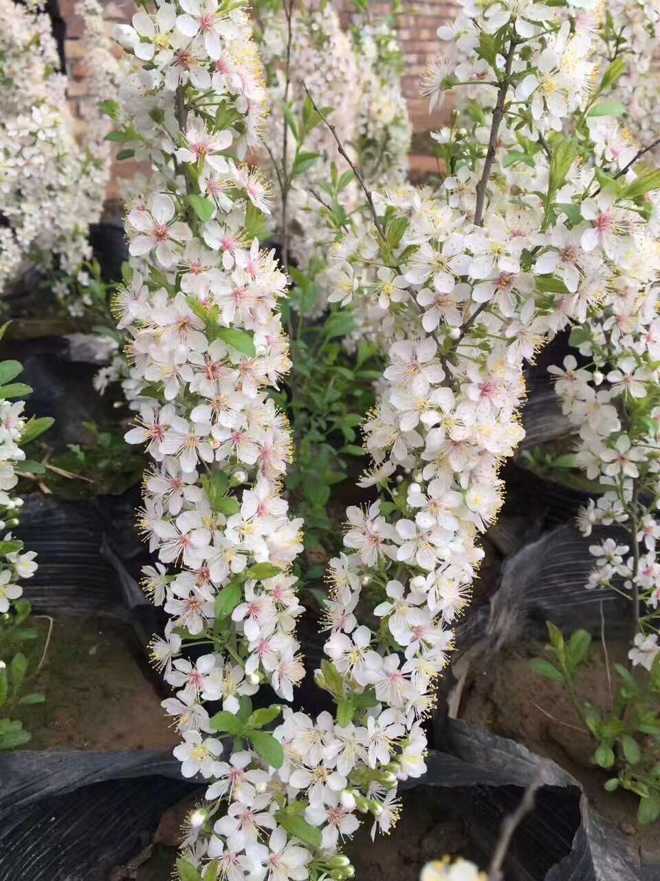 钙果苗