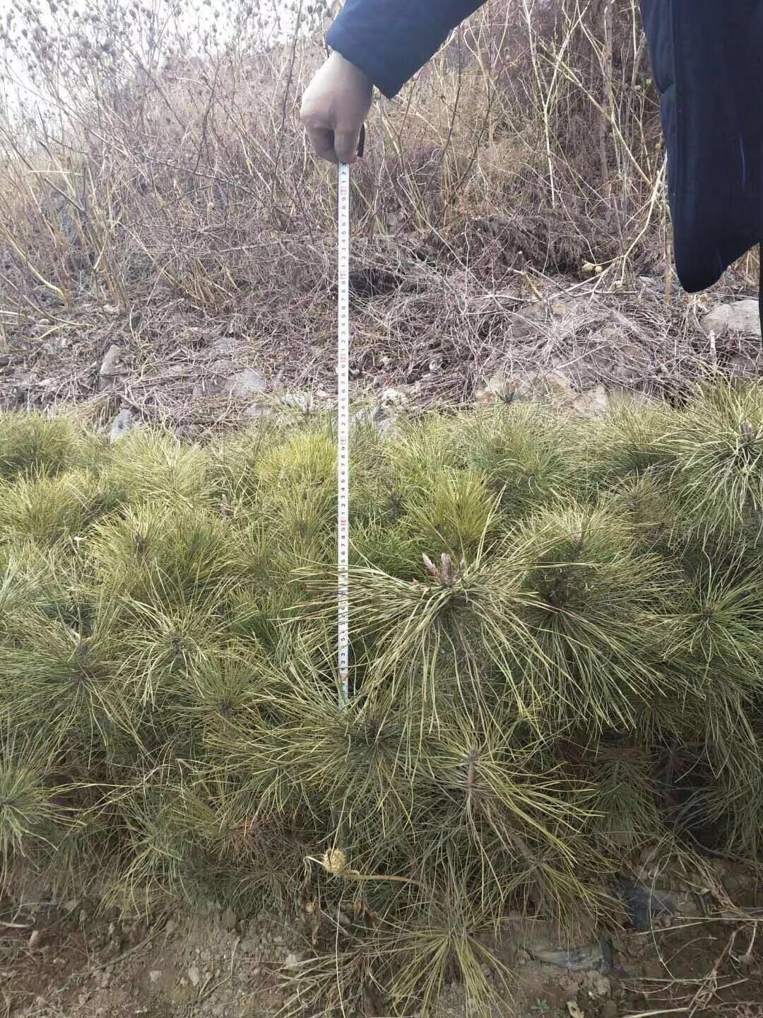 油松苗