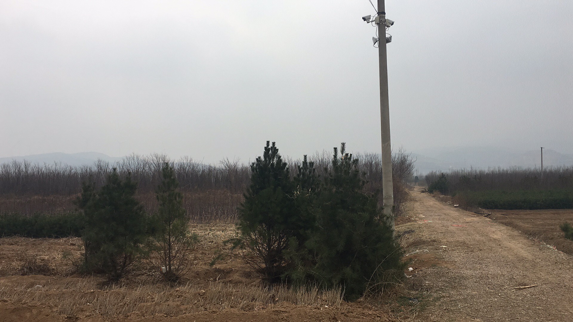 苗木基地