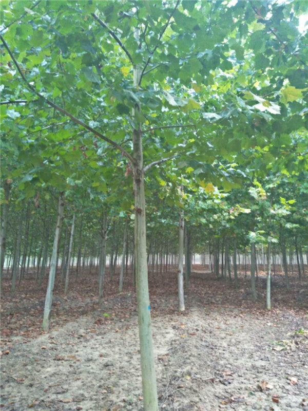 白蜡树/白蜡批发