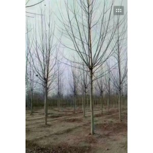 法桐