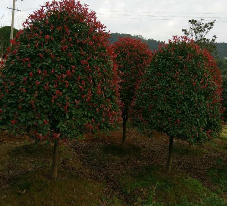 红叶石楠