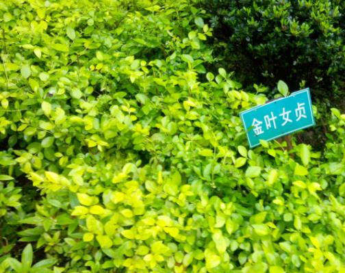 金叶女贞