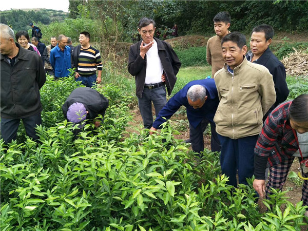 沃柑苗基地