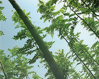 香花槐价格