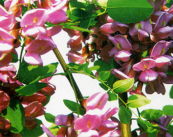 香花槐